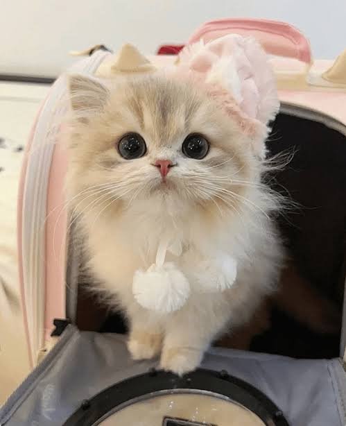 Pet Luxury 87