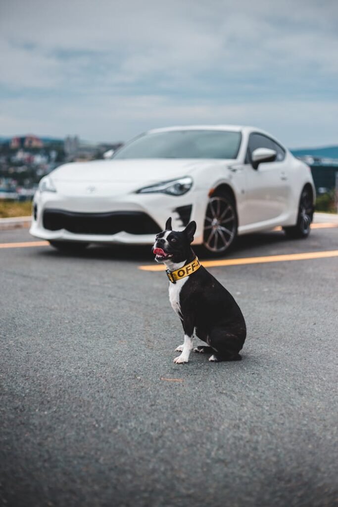 Pet jj